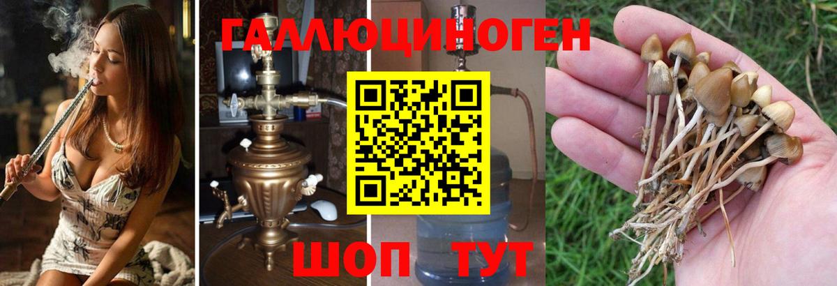 Псилоцибиновые грибы прущие грибы Боровичи